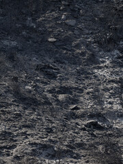 Forest fire and environmental disaster