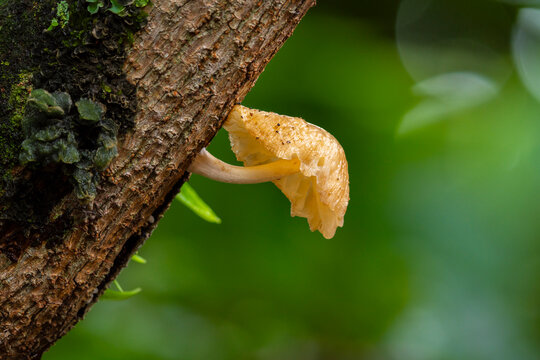 Rhodotus palmatus mushroom