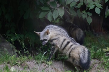 Aardwolf Maned Hyena