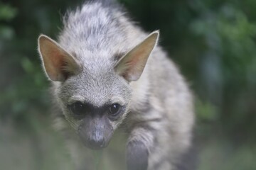 Aardwolf Maned Hyena