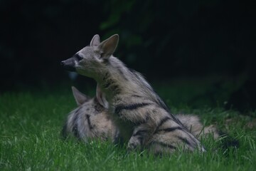 Aardwolf Maned Hyena