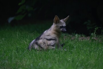 Aardwolf Maned Hyena