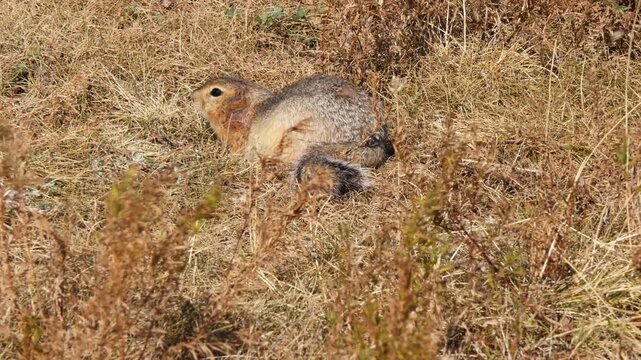 A ground squirrel warily hides in the grass in the Mongolian steppe on a sunny summer day.