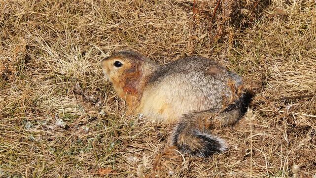 A ground squirrel warily hides in the grass in the Mongolian steppe on a sunny summer day.