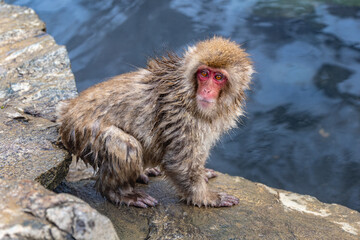 Naklejka premium Close up of juvenile snow monkey or Macaca fuscata bathing hot spring in Jigokudani Yaen-Koen National Park in Yamanouchi, Japan in winter.