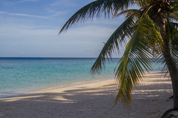 Fototapeta premium Tropical Palm-Fringed Beach on a Clear Day – Roatán, Honduras
