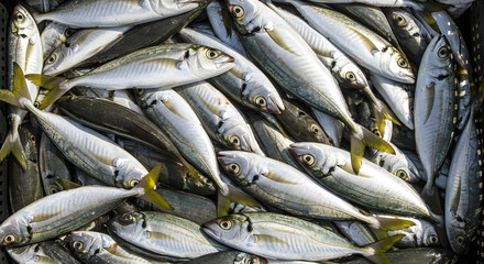 Fototapeta premium A large catch of fresh silver fish with yellow tails packed tightly together in a crate.