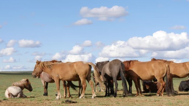 Horses graze on the Mongolian steppe under a picturesque cloudy evening sky.