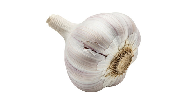 Isolated Garlic