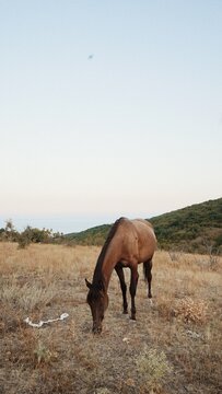 Horse grazing peacefully on a hillside during sunset with a gentle breeze rustling the grass