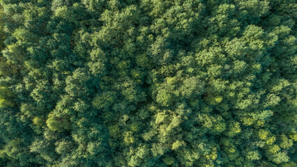Lush green forest with trees of various sizesLush green forest with trees of different sizes aerial view from drone as background. Concept of calm