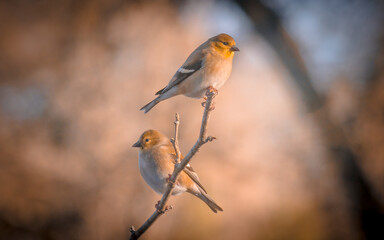 robin on branch