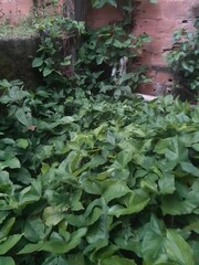 green leaves background