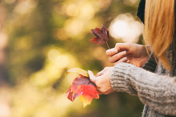 Autumn: Young Woman Collecting Colorful Leaves