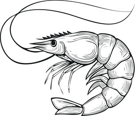 vector illustration of a lobster