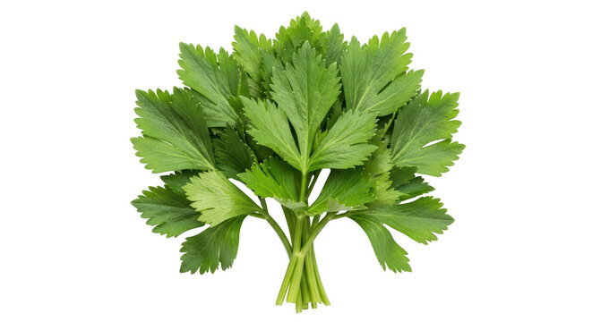 Isolated Lovage