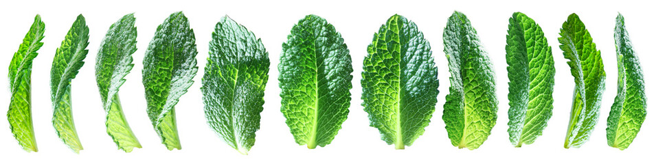 Obraz premium Set of bright translucent mint leaves isolated on transparent background.