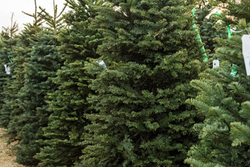 Freshly Cut Christmas Trees for Sale