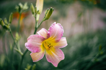 Delicate pink field lily in blooming period. High quality photo