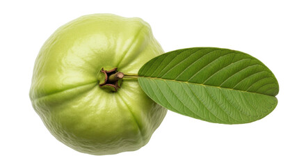 Isolated Single Guava Fruit with Leaf