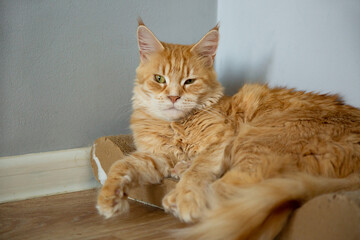 Fun orange cat in the scratching post. Maine coon pet at home interior. Closeup cute kitten eyes looking relax indoors.
