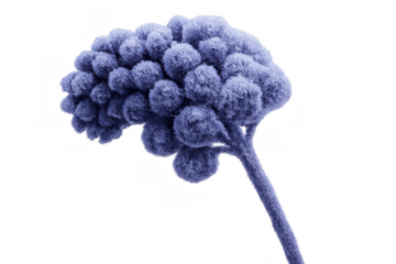 Delicate violet alveoli branch with soft fuzzy texture, showcasing intricate lung tissue structure against clear backdrop