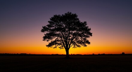 Lone Tree Silhouette at Sunset with Vibrant Sky Colors
