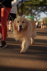 Beautififul Golden Dog walking at Marathon