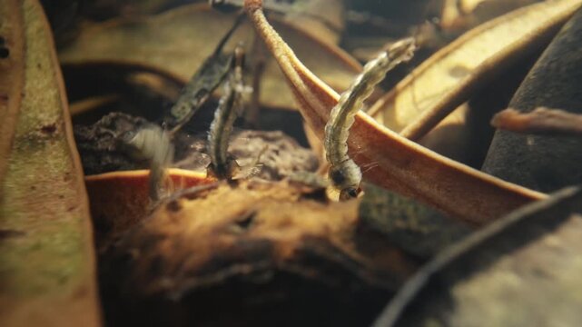 Underwater Detail of Mosquito Larval Stage on Natural Organic Matter