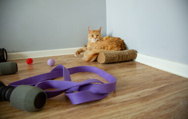 Orange maine coon cat comfort sitting in sport corner near yoga black, fitness band, massage ball, dumbbells. Healthy concept with animal at home interior. Pet relax looking. Fun portrait