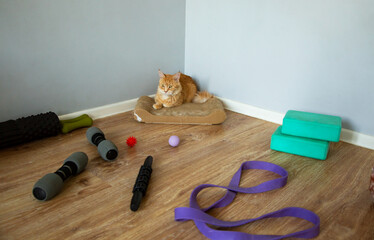 Orange maine coon cat comfort sitting in sport corner near yoga black, fitness band, massage ball, dumbbells. Healthy concept with animal at home interior. Pet relax looking. Fun portrait