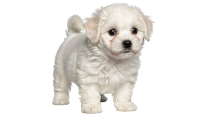 Isolated White Maltese Puppy