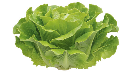 Isolated fresh romaine lettuce head
