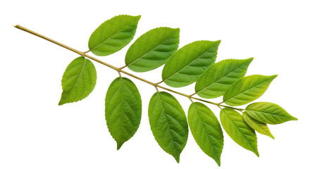 Isolated Green Leaf Branch