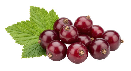 Isolated Black currant