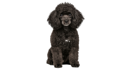 Isolated Portrait of a Poodle