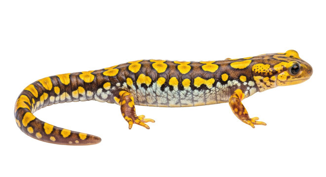 Tiger Salamander