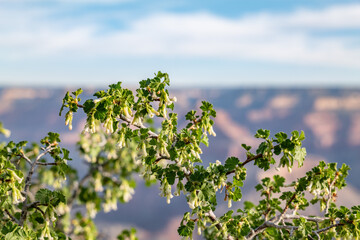Ribes cereum is a species of currant known by the common names wax currant and squaw currant....