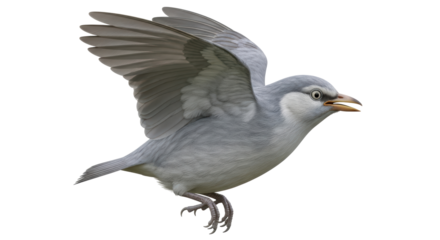 Isolated blue and gray bird