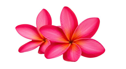 Isolated Pair of Frangipani Flowers © Johanna