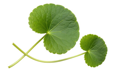 Isolated Gotu Kola Leaves