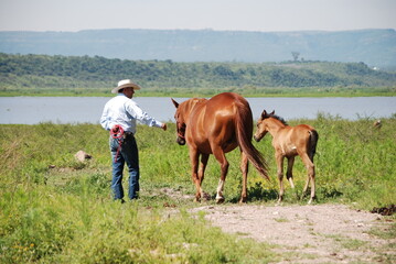 horse and foal