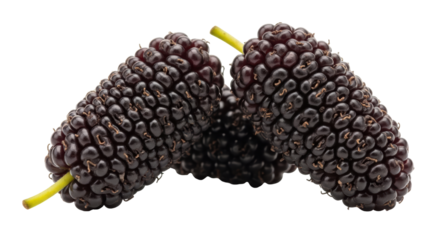 Isolated Mulberries