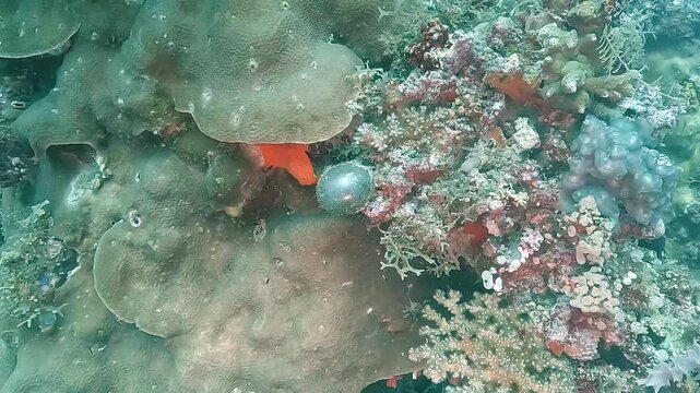 Bubble algae &ndash; Valonia ventricosa &ndash; resting on coral. This unique marine organism is a single giant cell. Check my portfolio for more Valonia footage