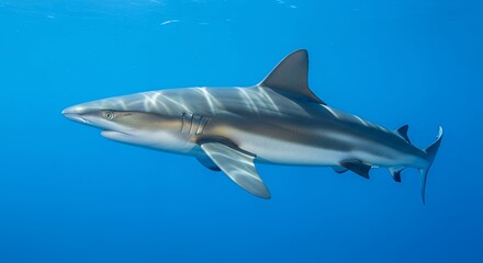Fototapeta premium Gray Shark Swimming Gracefully in Deep Blue Ocean Water
