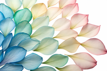 Close-up of a vibrant rainbow spectrum created with delicate flower petals arranged in an elegant curve on a pristine white background.