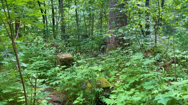 New River Gorge National Park & Preserve Scenic Overview