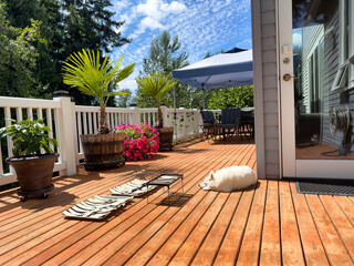Family dog resting outdoors on home deck while strips of eggplants are naturally curing under the sunshine during a summer day