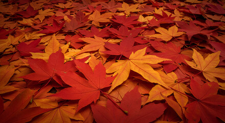 Fototapeta premium Beautiful autumn maple leaves in vivid red and orange colors, scattered naturally on the ground.