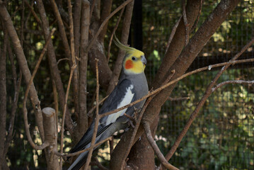 Gray and yellow bird with a tuft of fur